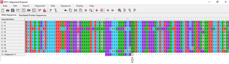 Figure 4: Alignment of MSTN gene fragments in silver carp (12-20) and bighead carp (10, 11) on the Yangiyul fish farm (Uzbekistan).
