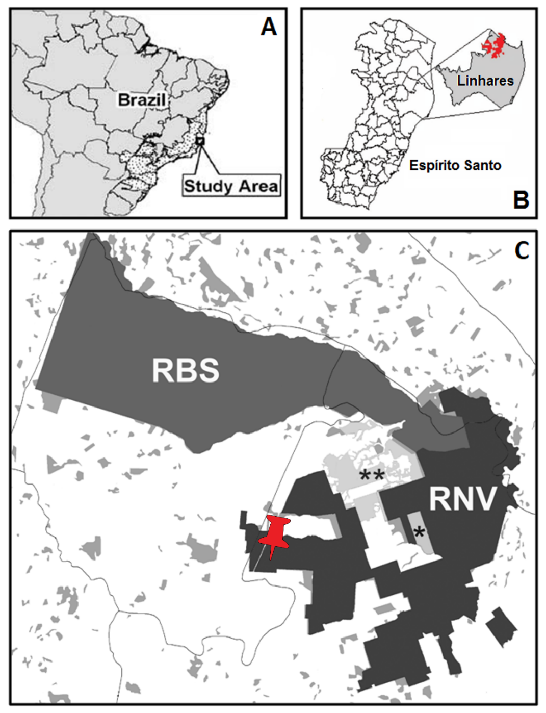 Figure 1: Location of the record of the Thin-spined Porcupine (Chaetomys subspinosus) preyed by a bird of prey in Vale Natural Reserve (RNV), in the northern Espírito Santo state, southeastern Brazilian Atlantic Forest (A,B). The Sooretama Biological Reserve (RBS), Mutum Preto Natural Heritage Private Reserve (*), Recanto das Antas Natural Heritage Private Reserve (**) and surrounding Atlantic Forest remnants (light gray polygons) are also shown (C).