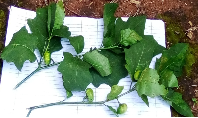 Figure 4: Twig of Solanum aethiopicum var “anara”.