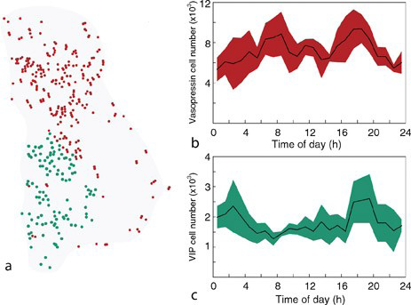 Figure 7: Pictures showing number of active cells expressing vasopressin (b) or vasoactive intestinal polypeptide (VIP) (c) during different periods of the day. It is noticeable how the activity reminds of the oscillation rhythms of tides. There is a peak of activity for vasopressin from 5-9h and from 15-20h, while the peak occurs for VIP during the time periods of 1-5h and 16- 21h [7] with permission.