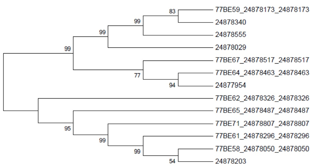 Figure 2: Phylogenetic Tree of Isolates from selective media.