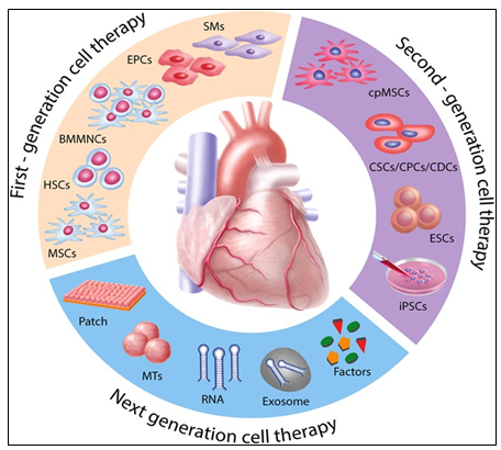 Figure 1: Various types of SCs used in cardiac regenerative therapy.