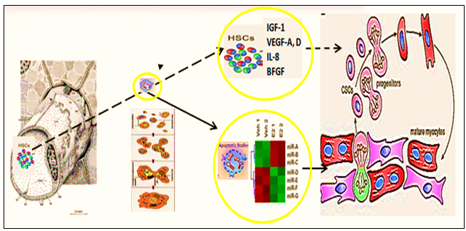 Figure 10: Hypothesis of pathogenesis of restoration of myocardial integrity after injury involving apoptotic bodies of cardiomyocytes (ApBc), resident myocardial stem cells (CSCs) and mesenchymal bone marrow stem cells (HSCs).