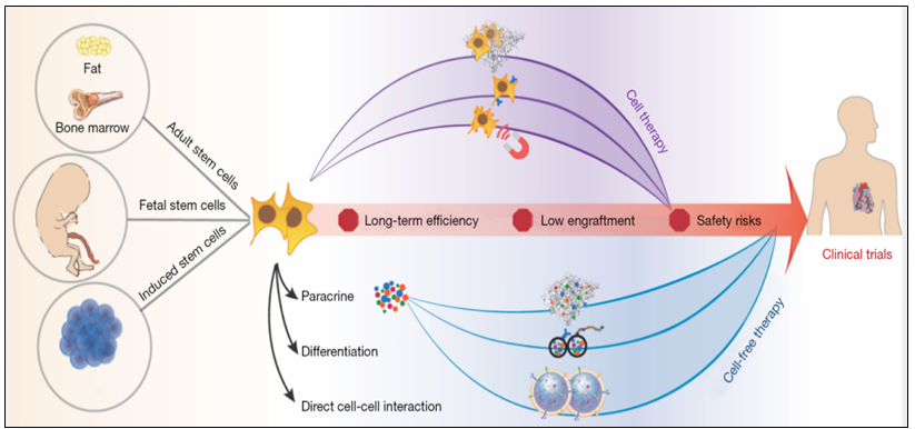 Figure 11: Design-driven bioengineering strategies to accelerate clinical translation of SC therapies.