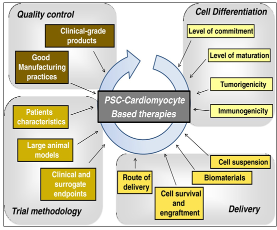 Figure 4: Considerations for pre-clinical models and clinical trials of pluripotent stem cell-derived cardiomyocytes.