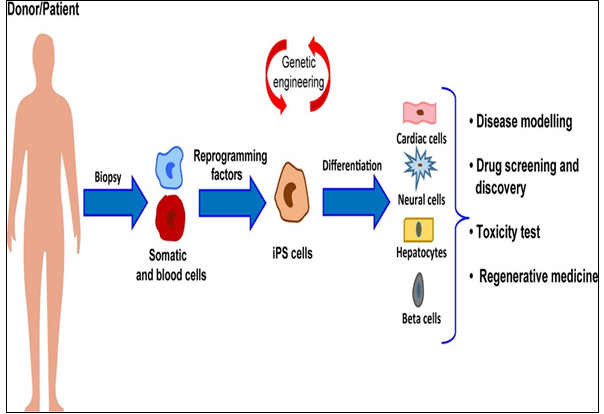 Figure 5: Schematic representation of the workflow for iPSC generation and differentiation from patients-related somatic cells and major applications to human health.