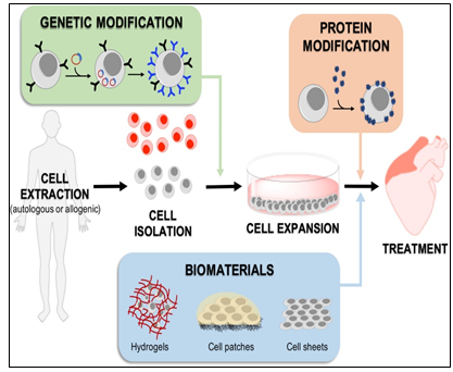 Figure 7: Methods for augmenting stem cell (SC) to improve homing and retention in cardiac therapies.