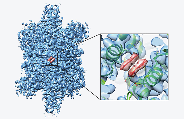 Figure 1: Cryo-Electron Microscopy Image.