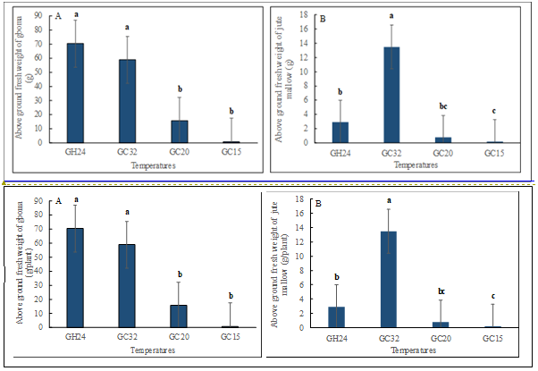 Figure 3: Effect of temperature on plant fresh weight of (A) gboma (Solanum macrocarpon) and (B) jute mallow (Corchorus olitorius). Vertical bars represent error bars (N=4), different alphabetical letters mean significant difference between treatment means (N = 4) by Tukey’s honestly significant difference (HSD) test at p ≤ 0.05. GC32, GC20, and GC 15 represent day/night temperature regimes at 32°/27°C, 20°/15°C and 15°/10°C, respectively; and GH24 represents greenhouse environment (control) at an average temperature of 24°/21°C.