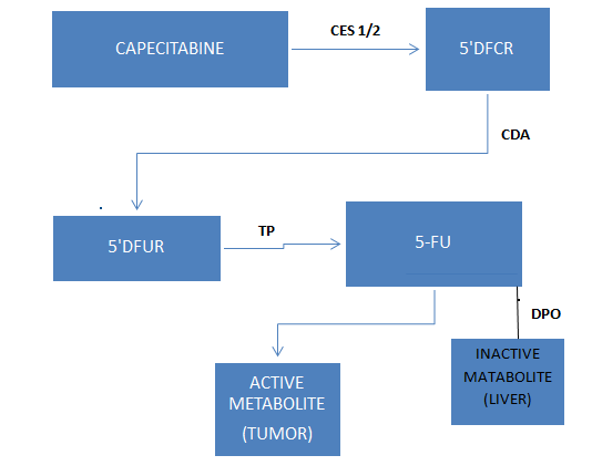 Figure 3: Metabolism Pathway of Capecitabine.
