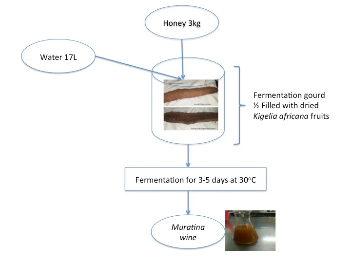 Figure 1: This is followed by mixing in a gourd with dried _K. africana_ fruits. The fruit comes from a tree commonly called the “sausage tree” (Kigelia africana) due to the long sausage like fruit that it bears. The fruits hang down on a strong like twigs that drop from the tree branches [14]. The mixture is then left to ferment for 3-5 days after which it is filtered and it’s ready for consumption.