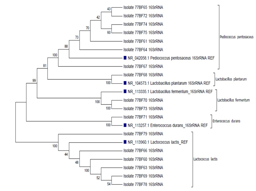 Figure 5: Phylogenetic tree constructed shows the relationship between the LAB isolates together with “the perfect match”/ reference.