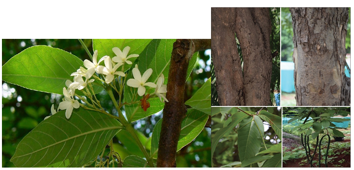 Figure 1: Holarrhena Anti-dysenterica plant.