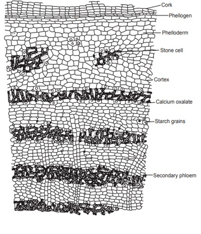 Figure 2: Ts of kuruchi bark.