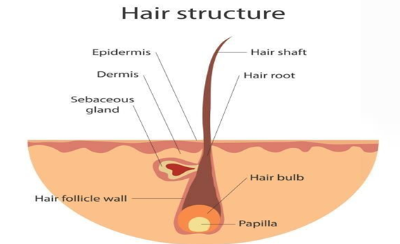 Figure 1: Structure of Hair.