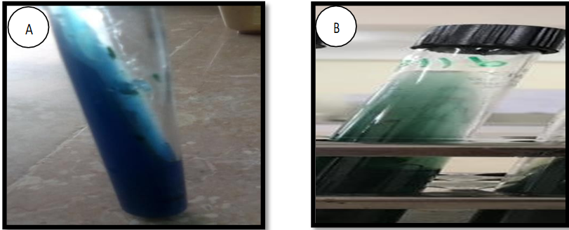 Figure 5: Citrate Test- (A) Positive Control and (B) Negative Control.
