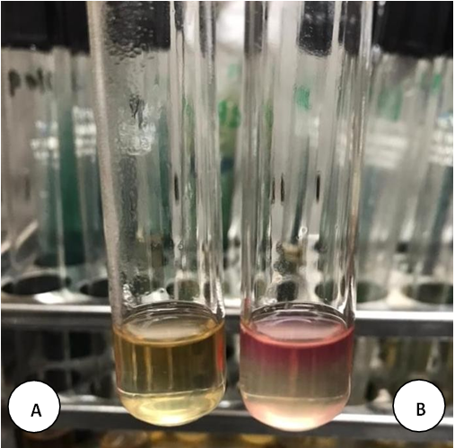 Figure 6: Methyl Red Test- (A) Negative Control and (B) Positive Control.
