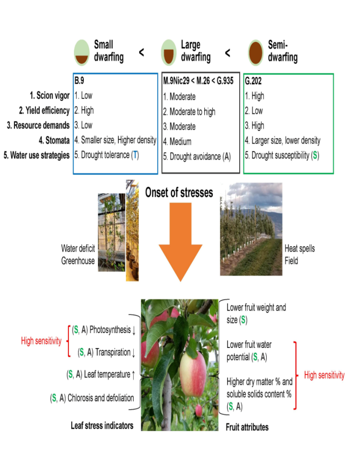 Figure 12: Different Vigor Influenced Scion–Water Relations and Stress Responses in Apple Trees (Malus Domestica var. Ambrosia).
