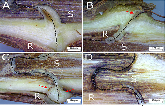 Figure 14: Summary of (A) the transcripts and proteins accumulated at the graft interface during graft union formation (stars indicate the transcripts and proteins which are more highly accumulated in hetero-grafts vs. homo-grafts, and/or incompatible vs. compatible combinations), (B) a photograph of a cross section of a homo-graft interface, 4 months after grafting, illustrating the appearance of necrosis, callus and vascular continuity, and (C) the sequence of events underlying graft union formation. PALs, PHENYLALANINE AMMONIA LYASEs; UGPase, UDP-glucose pyro phosphorylase; 4CL, 4-COUMARATE: COA LIGASE; ROS, reactive oxygen species.