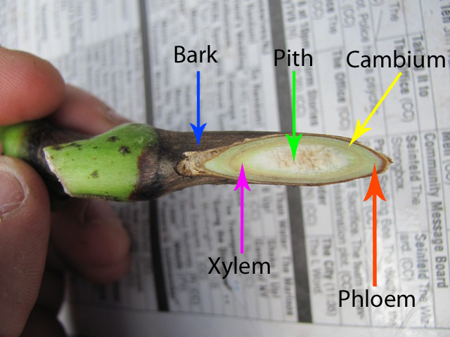 Figure 15: Photographs of the graft interface of homo-grafts of grapevine 4 months after grafting showing decreasing levels of tissue continuity between the scion (S) and rootstock (R). Necrosis in the callus tissue is absent in (A), small amounts of necrosis are indicated in by red arrows in (B) and (C), and poor tissue continuity in (D). Graft interface indicated by a dashed line Sensitivity/hypersensitivity remain the same for inderstock as for rootstocks.