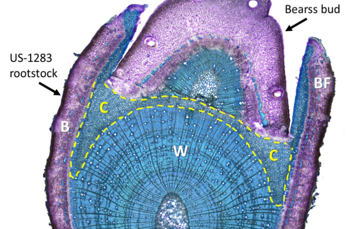 Figure 6: Microscopic Cross Section of the Union between bears and us-1283 taken 15 days after Budding using the Inverted t Method. Note the callus (C) Tissue within the Dashed Yellow Line filling the Space between Bud and Rootstock. Tissue was Stained with the Dye Toluidine Blue. B = Bark, BF = Bark Flap, W = Wood, C = Callus.