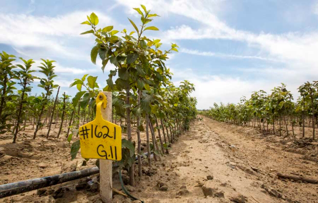 Figure 7: Geneva 11 Rootstock at Cameron Nursery in Eltopia, Washington.