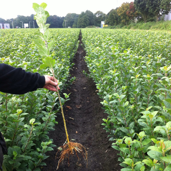 Figure 8: The Malus domestica M9 rootstock is the most planted rootstock and commonly used rootstock in high density fruit production worldwide. (The best known type of the M9 is the T337 (M9 T337) selection.