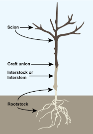 Figure 9: Scion, Rootstock with Inderstock