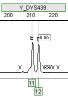 Figure 7: Duplicated Alleles 11, 12 at DYS439 (Usually a Single Allele Locus) in One of the Benghazi Samples.