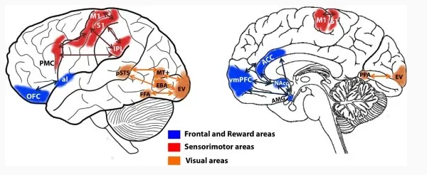 Figure 10: Art and Related Brain Regions [22].