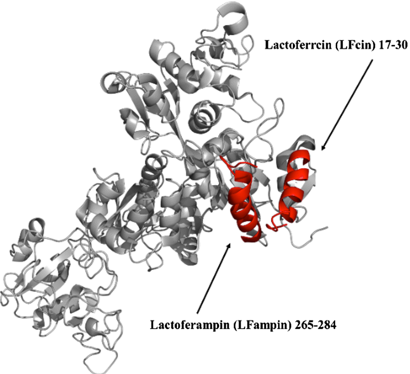 Figure 1: Molecular stracture of Camel Lactoferrin showing the two iron binding sites (Adopted after Pirkhezranian Z, et al. [1].