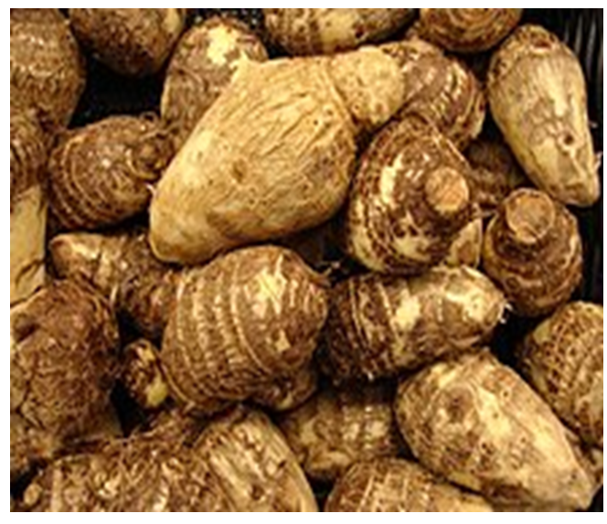 Figure 2: Corms/cormels of _Colocasia_ _esculenta._
