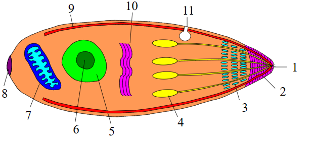 Figure 1: The cell structure of Plasmodium parasite. 1: polar ring, 2: conoid, 3: micronemes, 4: rhoptries, 5: nucleus, 6: nucleolus, 7: mitochondria, 8: posterior ring, 9: alveoli, 10: golgi apparatus, 11: micropore. This image is licensed under creative commons attribution.