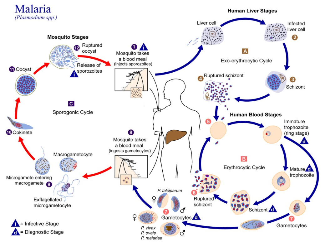 Figure 2: The life-cycle of Plasmodium parasite (the description is in the text). This image is licensed under creative commons attribution.