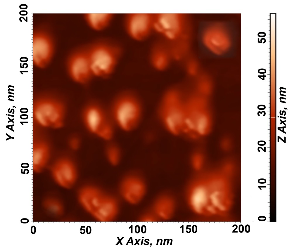Figure 3: Three-dimensional AFM-image of nanoaggregates synthesized in a C60/NMP/water solution. The concentration of C60 fullerene in the solution is ~0.017 mg/ml.