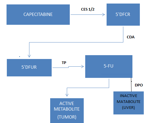 Figure 3: Metabolism pathway of capecitabine.
