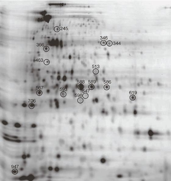 Figure 3: Preparative gel stained with colloidal coomassie comprising of pooled samples used for picking of protein spots for identification by MS/MS analysis.
