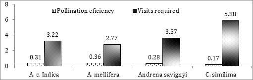 Figure 3: Pollination efficiency of Bee pollinators in Radish, Raphanus sativus.