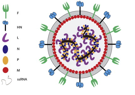 Figure 1: Schematic Diagram of Newcastle Disease Virus Structure.
