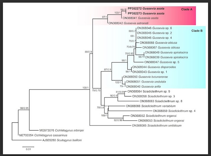 Figure 2: Maximum likelihood phylogenetic tree of Gussevia asota parasitizing cichlid fish based on 18S rRNA sequences. Values alongside branches designate bootstrap values and posterior probabilities resulting from maximum likelihood (ML) and Bayesian inference (BI) analyses. A and B letters symbolized the well-supported clades. Values below 0.70 (BI) are shown as dashes. The GenBank accession numbers of the species used in the phylogenetic analysis are also shown. The branch-length scale bar indicates the number of substitutions per site.