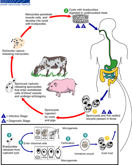 Figure 1: Life cycle of Sarcocystis species with humans as definitive hosts. [From Centre for Diseases Prevention and Control (CDC) site, https://www.cdc.gov/dpdx/sarcocystosis/index.html].