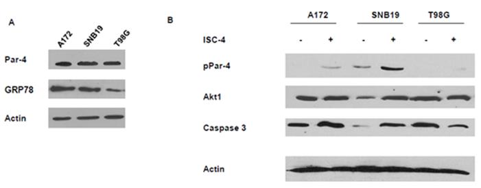 Figure 3: Western blots showing the levels of proteins in GBM cell both treated and untreated with ISC- 4. A. Native levels of Par-4, phospho-Par-4 (active), and GRP 78 in cells. B. Cells were treated with 12.5 μg.ml ISC-4 for 48 hours and whole cell lysates made. Panel B shows the levels of phospho-Par-4, Akt1, and Caspase 3 in three GMB cell lines.