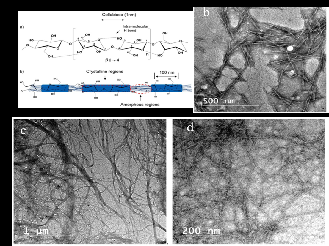 Figure 2: (a) Diagram illustrating the cellulose monomer connected by β-(1,4)-glycosidic bonds, with dotted lines representing intramolecular hydrogen bonds; conceptual representation of the structured (crystalline) and unstructured (amorphous) areas within cellulose nanofibrils [11]. (b) TEM of cellulose nanocrystals [9], (c) TEM of cellulose nanofibers and (d) TEM of TEMPO oxidized cellulose nanofibers [12].