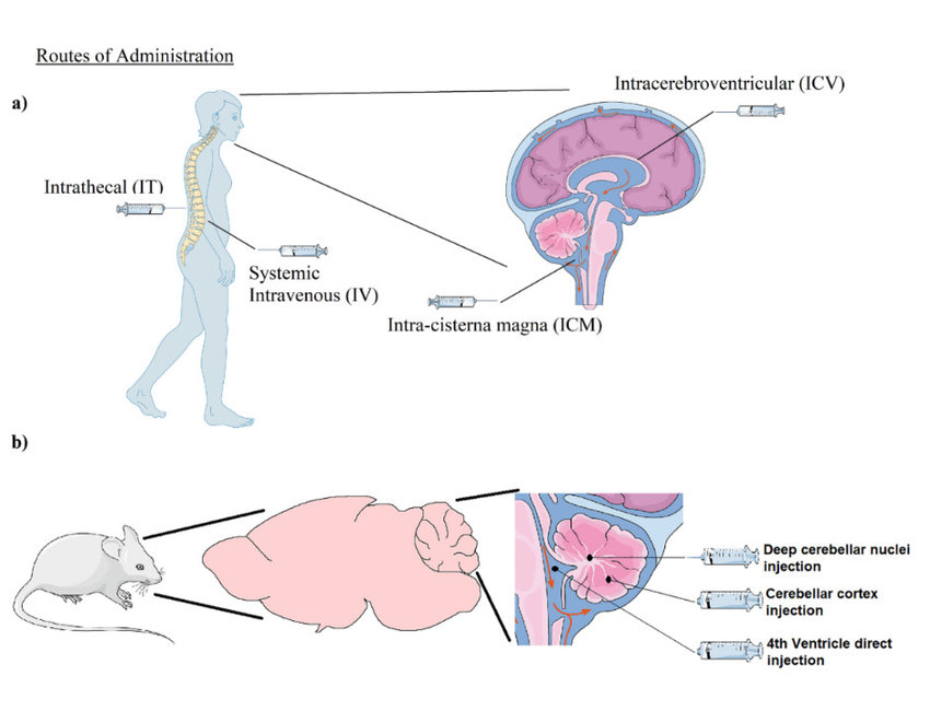 Figure 4: Route of Administration.