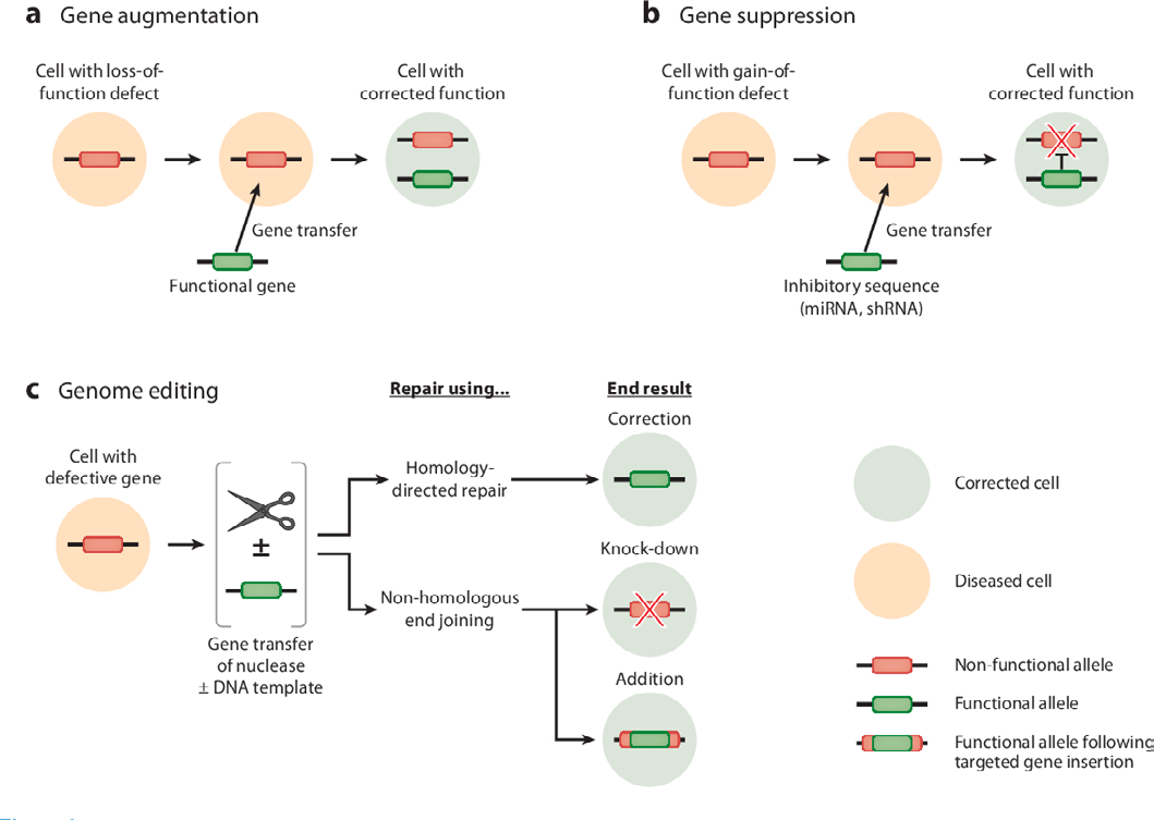 Figure 6: Gene Augmentation.