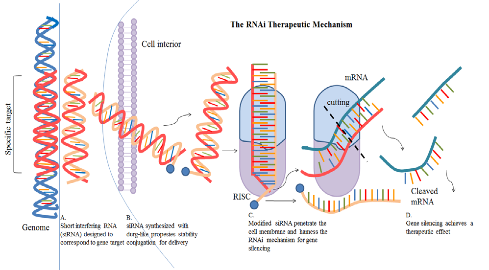 Figure 7: RNA Therapeutic mechanism.