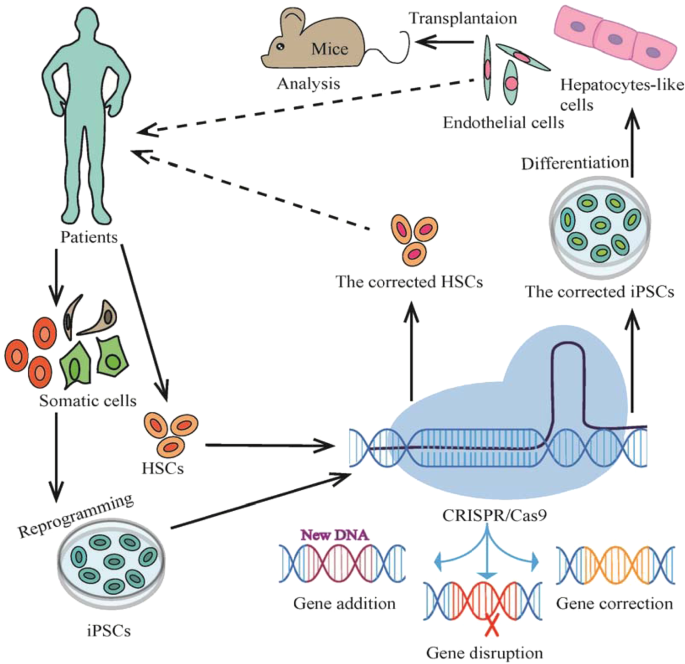 Figure 8: Gene Editing.