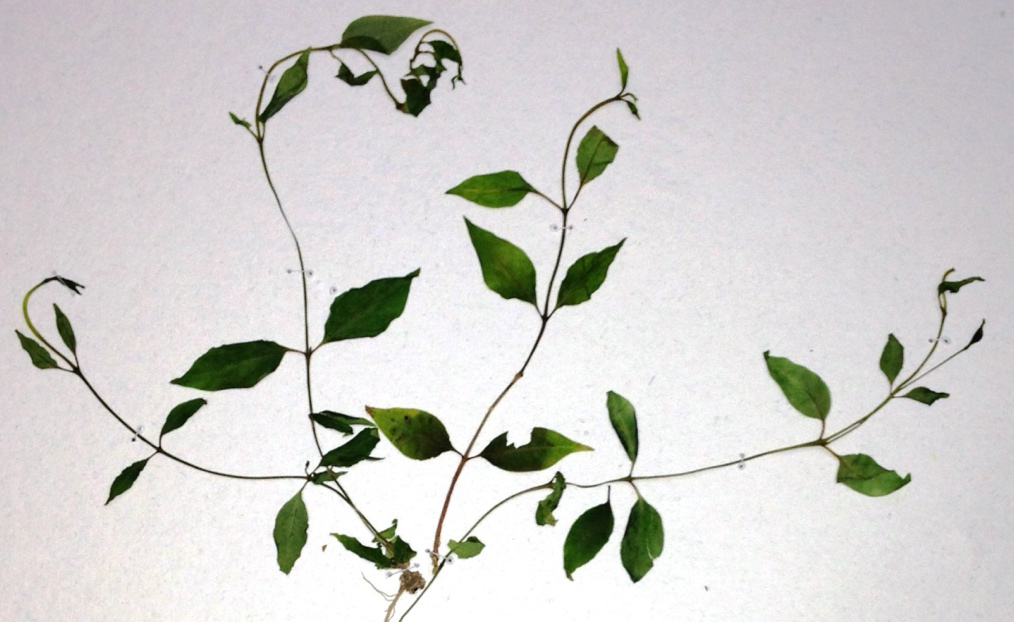Figure 3: Specimen of the in vitro established plantlet bearing accession no. KMA 05.
