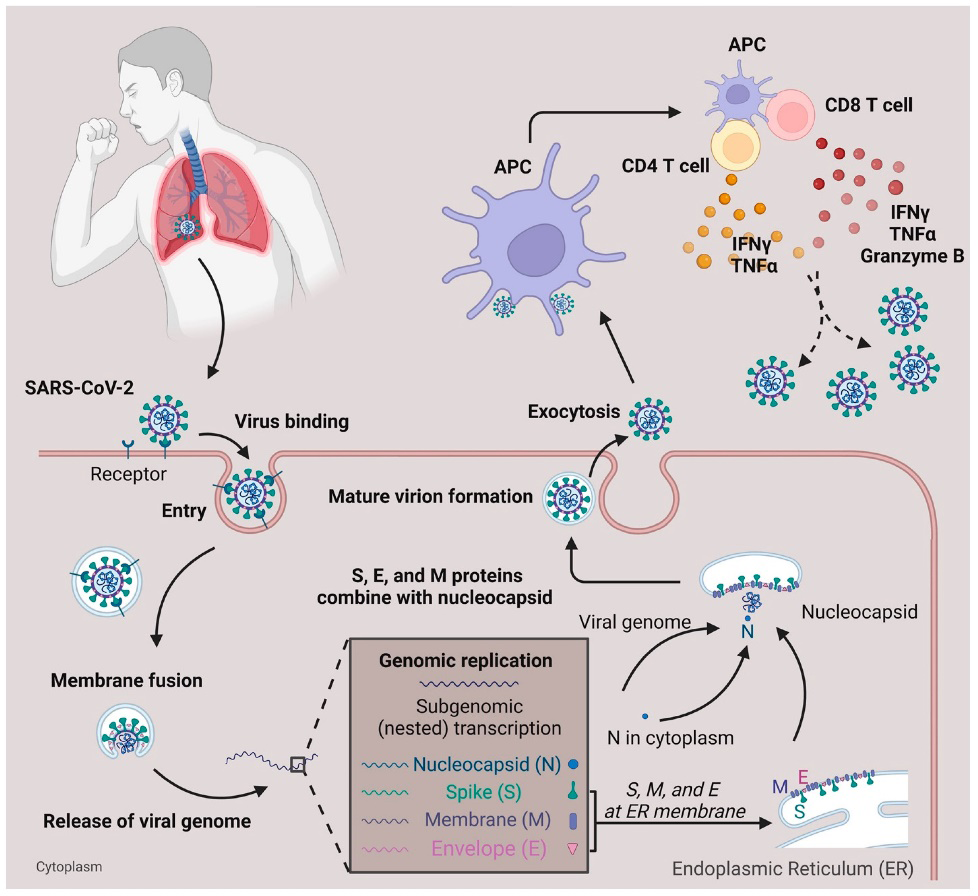 Figure 3: Pathogenesis of Covid-19.