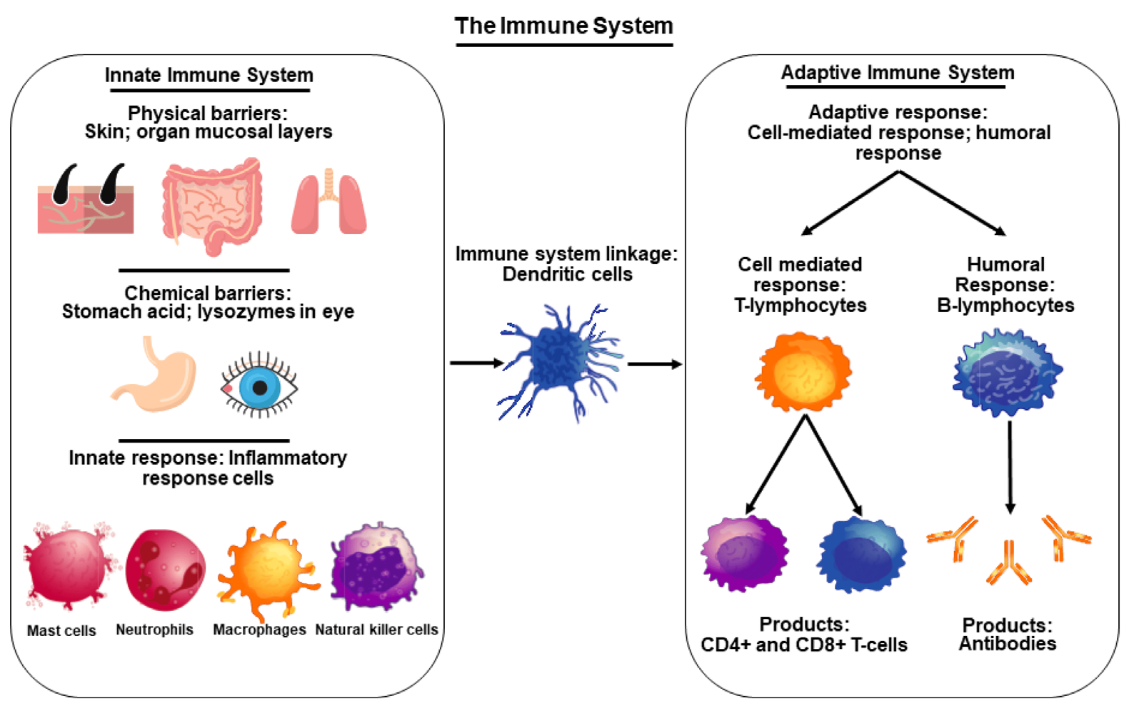 Figure 4: Immune System.